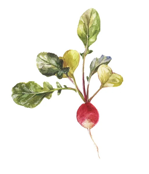 Gartenrettich rund mit Blättern in Aquarell — Stockvektor