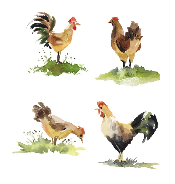 鸡和公鸡水彩画 — 图库矢量图片