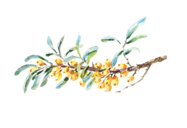 Vektör deniz cehri çilek şube izole.