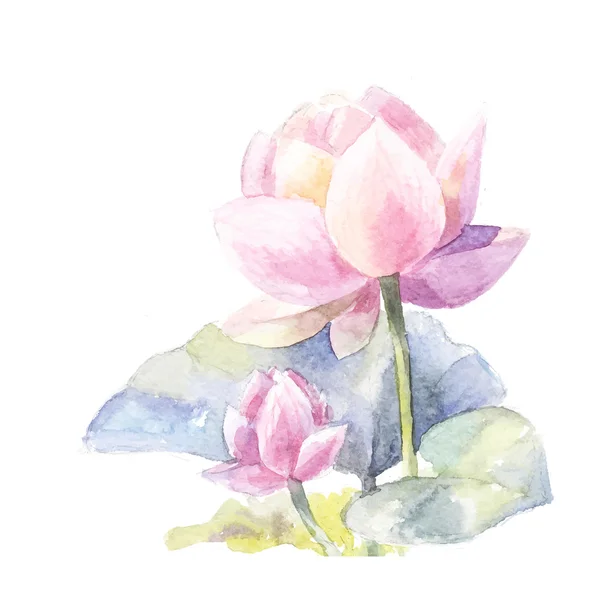 Lótus rosa aquarela — Vetor de Stock