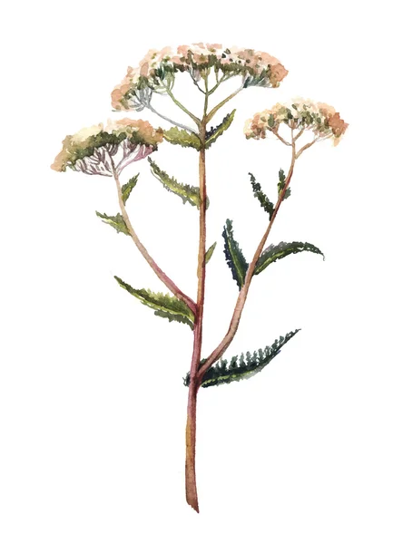 Yarrow ilustração aquarela. Erva desenhada à mão — Vetor de Stock