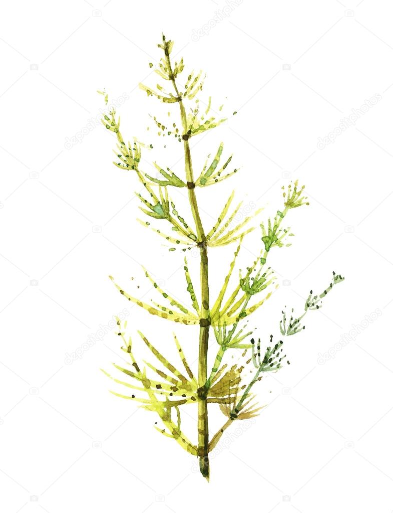 Equisetum. Drawing by hand