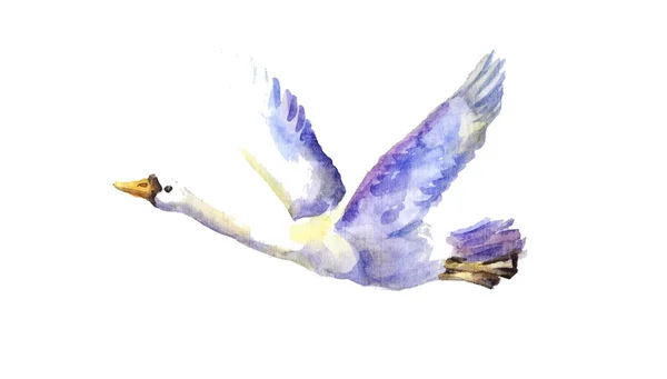 Fliegender Schwan Aquarell — Stockvektor