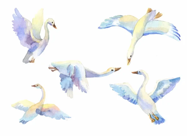 Set van zwanen in aquarel vliegen. Hand getekende elementen pak voor kind behang, patroon, achtergrond enz. — Stockvector