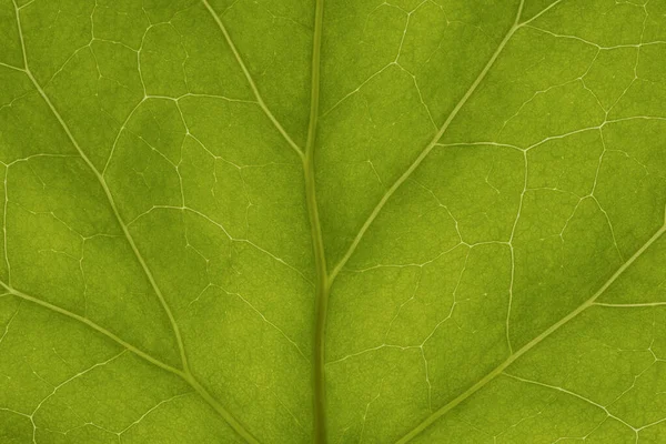 Fond Texture Vert Feuille Structure Macro Photographie — Photo