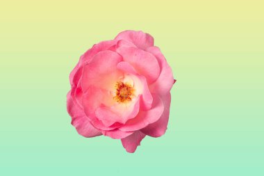 pembe gül çiçeği (Rosaceae ailesi) gradyan dolgu arkaplanı ile izole edilmiş