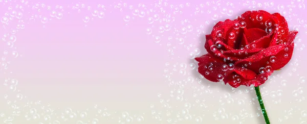 Rote Rose Mit Tau Auf Hellrosa Hintergrund Mit Wassertropfen — Stockfoto
