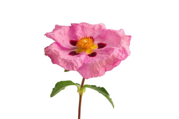 Cistus Familie Cistaceae Oder Zistrosenblüte Isoliert Auf Weißem Hintergrund — Stockfoto