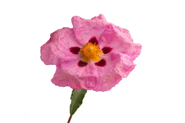 Cistus Familie Cistaceae Oder Zistrosenblüte Isoliert Auf Weißem Hintergrund — Stockfoto