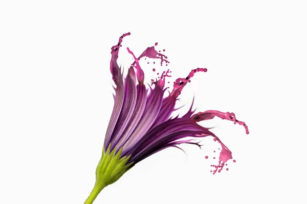 Flüssige Lila Gänseblümchen Blume Mit Weißem Hintergrund — Stockfoto