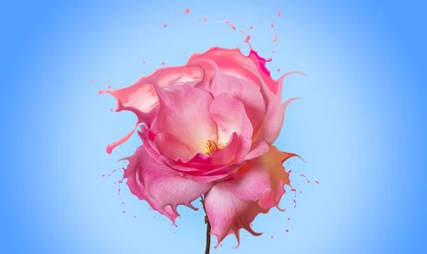 Schöne Verflüssigte Rosa Rose Mit Rosa Spritzer Auf Hellblauem Hintergrund — Stockfoto
