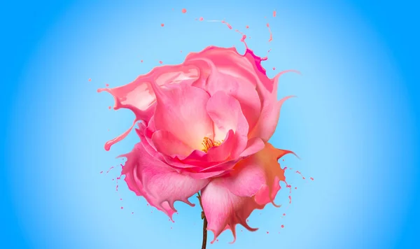 Açık mavi arka planda pembe lekeli güzel sıvılaştırılmış pembe gül.