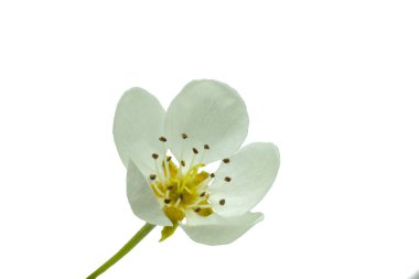 Armut çiçeği beyaz arkaplan