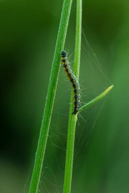 Kelebek tırtılı çimlerin üzerinde