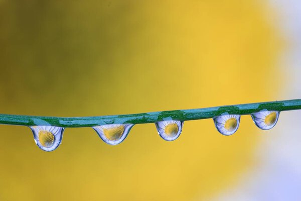 Dew drops on a blade of grass with the reflection of a white daisy inside yellow background
