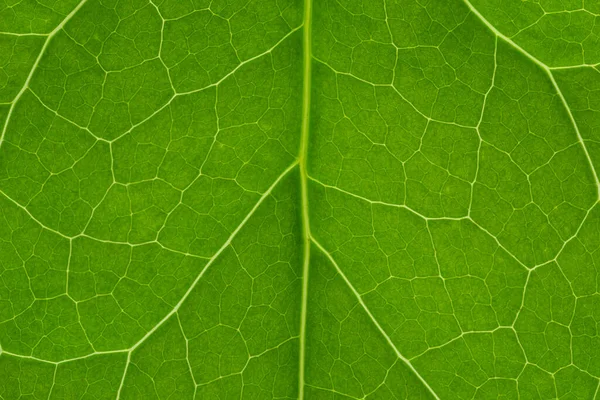 Макрофотография Структуры Зеленого Листа — стоковое фото