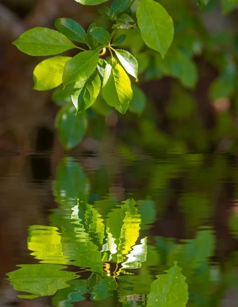 Liście Lasu Toskanii Odbijają Się Wodzie — Zdjęcie stockowe