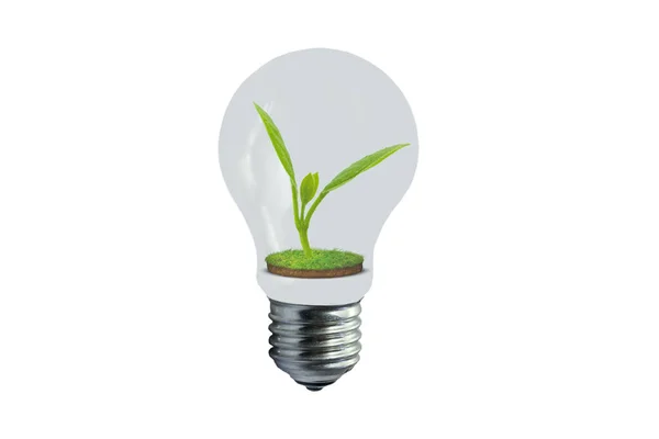 Маленький Зеленый Росток Внутри Лампочки Экологический Символ — стоковое фото