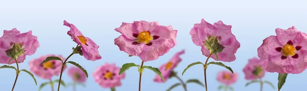 Wiese Mit Graublättriger Zistus Oder Zistrosenblüte Mit Hellblauem Hintergrund — Stockfoto