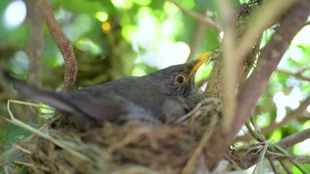 Female Blackbird Hatching Her Eggs Spring Woods — Stock Video