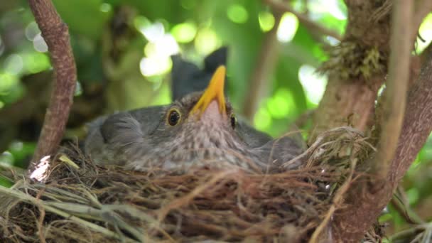 Vrouwelijke Merel Broedt Haar Eieren Uit Het Voorjaar Het Bos — Stockvideo