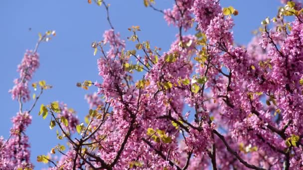 Cercis Siliquastrum Árbol Con Abejas Floración Primavera — Vídeos de Stock