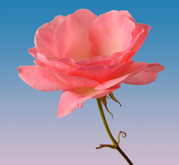 Pembe gül çiçeği (rosaceae ailesi) gradyan dolgu arkaplanı ile izole edilmiş