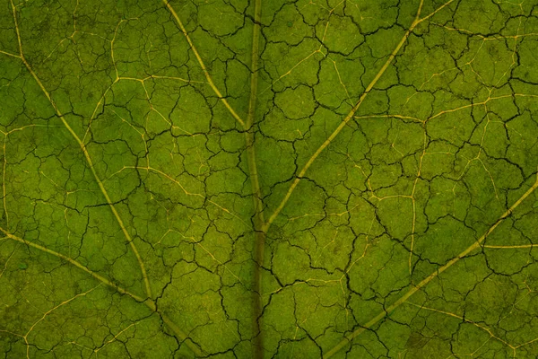 Dia Mundial Meio Ambiente Mudanças Climáticas Textura Verde Uma Folha — Fotografia de Stock