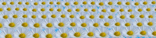 White daisy pattern. Spring and summer flat flowers on light blue background. Repeat the concept.