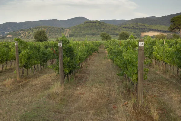 Şarap için yetişen üzüm tarlası. Üzüm bağlarının tepeleri. Bolgheri, Tuscany, D.O.C 'de sıralı üzüm bağları olan yaz manzarası..