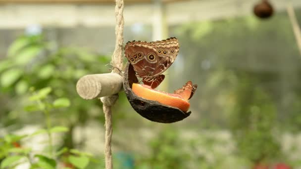 Mariposas Alimentan Una Rebanada Naranja — Vídeos de Stock