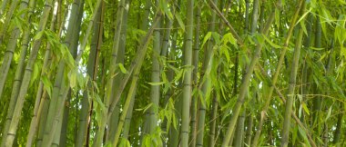 Roma botanik bahçesindeki bambu ormanı manzarası