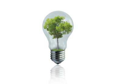 İçinde yeşil ağaç bulunan ampul beyaz arkaplanda izole edilmiş. Yeşil enerji kavramı