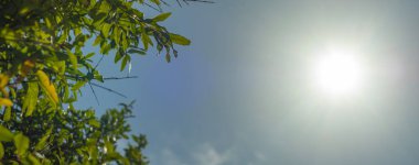 Parlak yeşil nar ağacı, yapraklar ve mavi gökyüzüne karşı güneş ışığı. Güneşli bir günde alt manzara. Kopyalama alanı için beyaz arkaplanı olan yaz afişi.