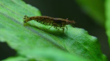 Süslü bir Karidina karidesinin yeşil bir su bitkisi üzerinde ilerleyen ayrıntılı makrosu. Yüksek kalite 4K 60fps kamera görüntüleri kabuklunun bacakları ve tatlı su tankındaki antenleri gösteriyor.