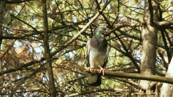 Pigeon sauvage sur la branche — Video