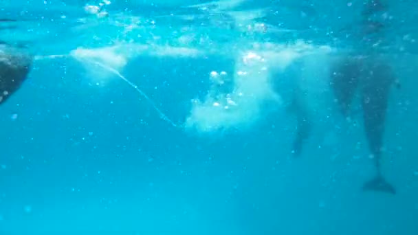 Several dolphins swim lying on his back by the camera. — Stock Video