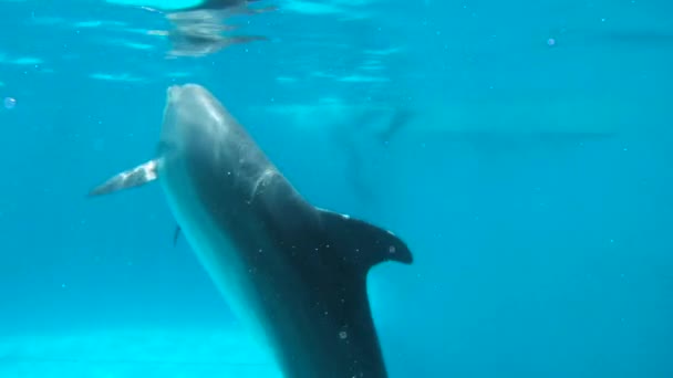 Любопытный дельфин смотрит в камеру . — стоковое видео