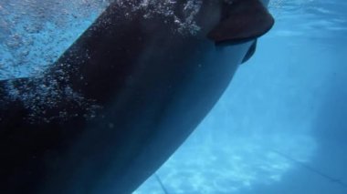 Meraklı yunus kamera izliyor.