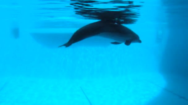 Curieux dauphin regardant la caméra . — Video