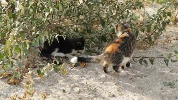 Gatos al aire libre — Vídeos de Stock