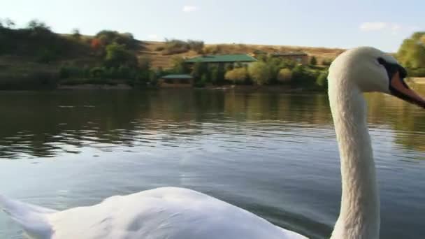 Cisne en un lago — Vídeo de stock