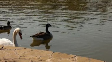 Gölde bir kuş sürüsü