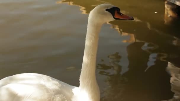 Hermoso cisne — Vídeos de Stock