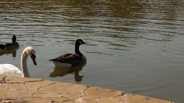 Flock fåglar i en sjö — Stockvideo