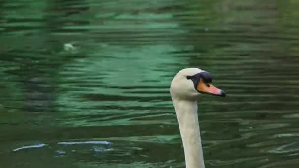 Cisne blanco — Vídeos de Stock