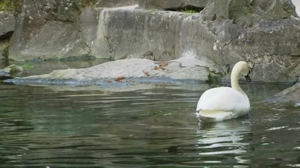 Cisne en un lago — Vídeos de Stock