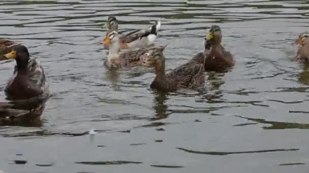 Bandada de patos — Vídeos de Stock