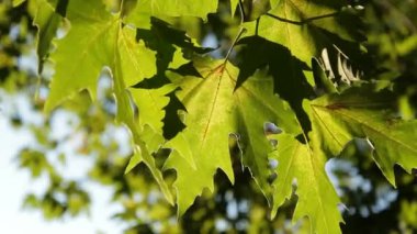 Örümcek ağı ağaçların yaprakları.
