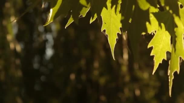 Las hojas de los árboles en la telaraña . — Vídeos de Stock